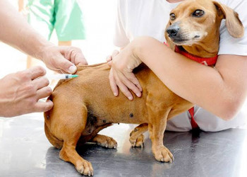 Vacinação contra raiva em cães e gatos começa neste sábado em Teresina; veja os postos